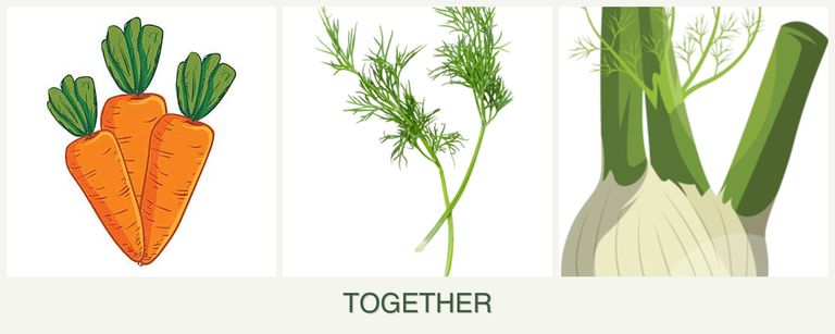Can you plant carrots, dill and fennel together?