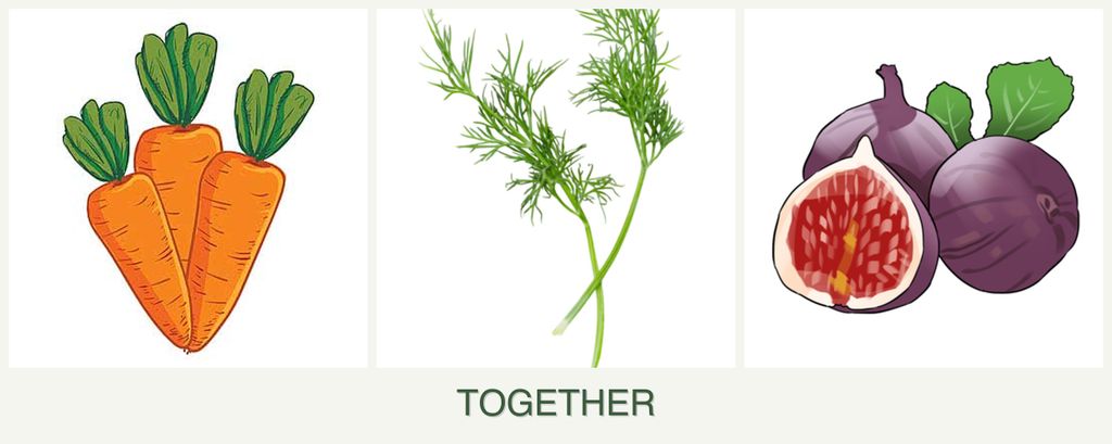 Can you plant carrots, dill and figs together?