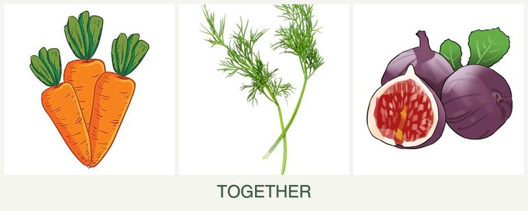 Can you plant carrots, dill and figs together?