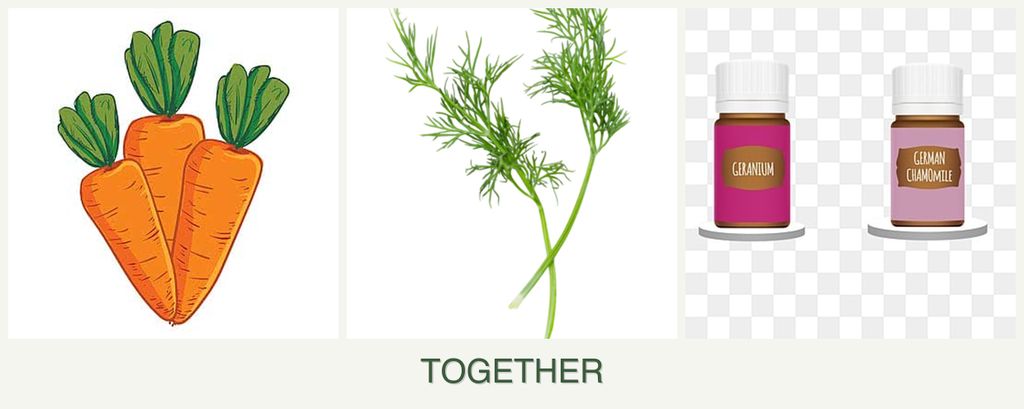 Can you plant carrots, dill and geraniums together?