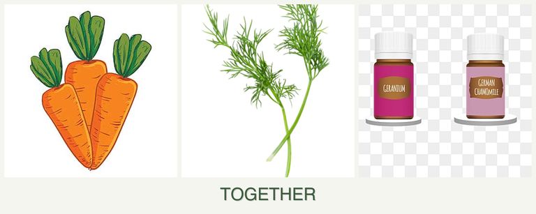 Can you plant carrots, dill and geraniums together?