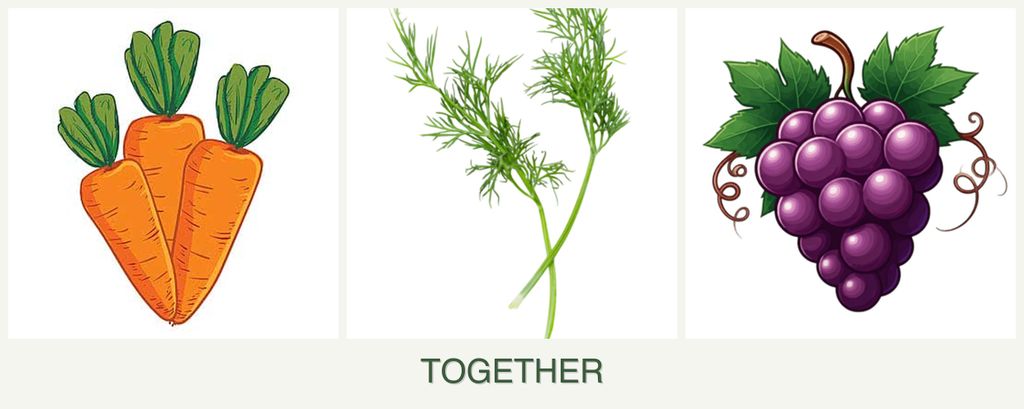 Can you plant carrots, dill and grapes together?