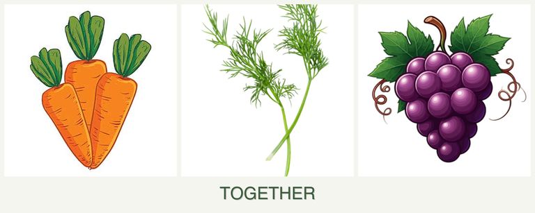 Can you plant carrots, dill and grapes together?