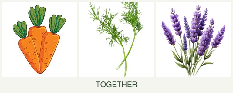 Can you plant carrots, dill and lavender together?