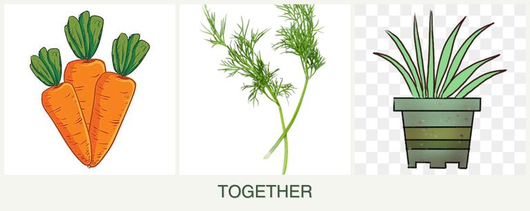 Can you plant carrots, dill and lemongrass together?