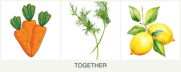 Can you plant carrots, dill and lemons together?