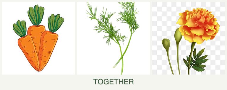 Can you plant carrots, dill and marigolds together?