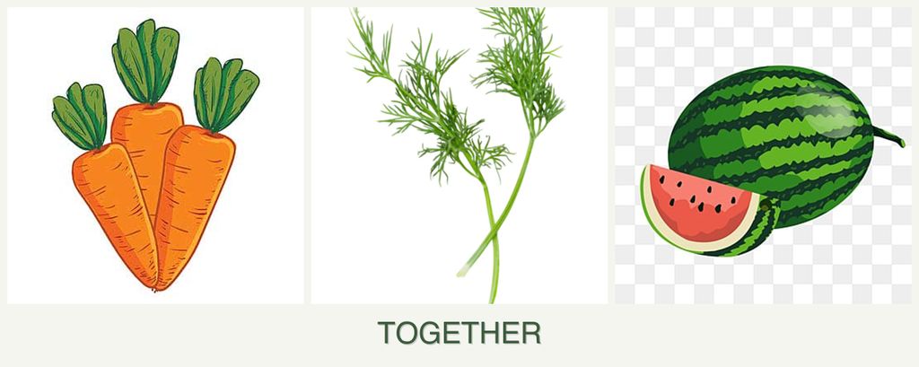 Can you plant carrots, dill and melons together?