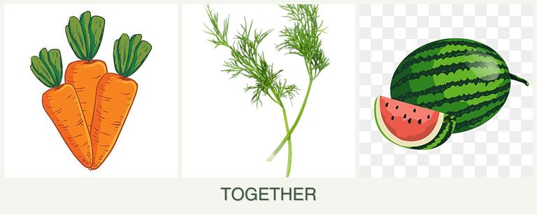 Can you plant carrots, dill and melons together?