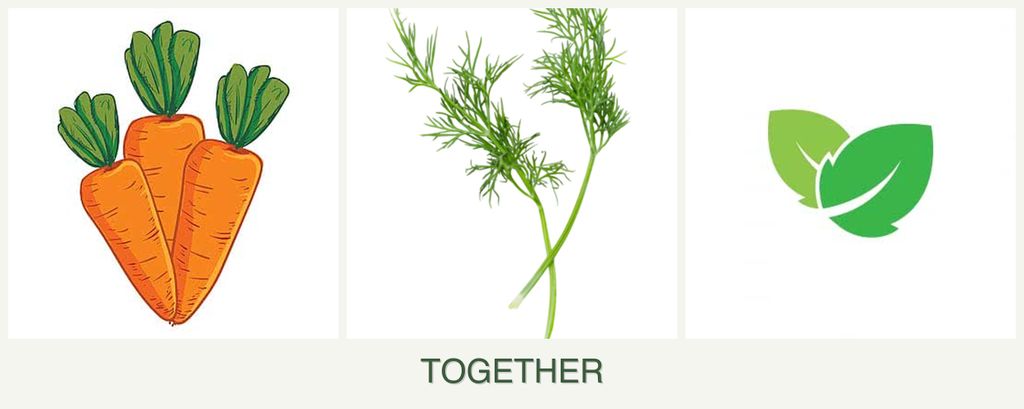 Can you plant carrots, dill and mint together?