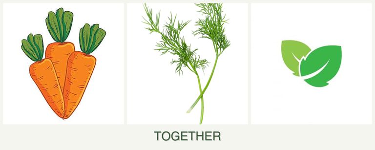Can you plant carrots, dill and mint together?