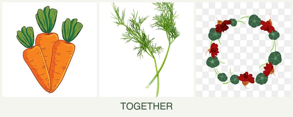 Can you plant carrots, dill and nasturtiums together?