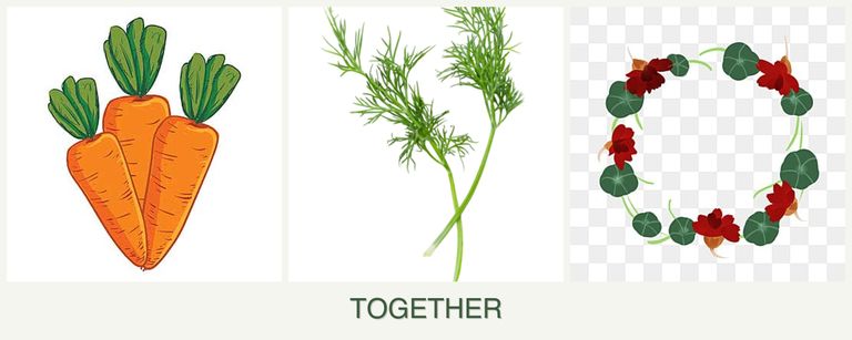 Can you plant carrots, dill and nasturtiums together?