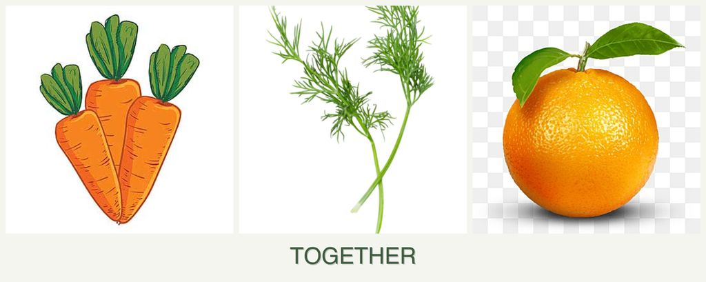 Can you plant carrots, dill and oranges together?