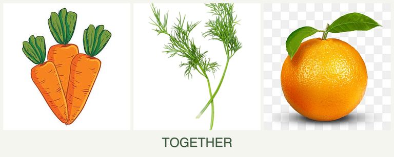 Can you plant carrots, dill and oranges together?