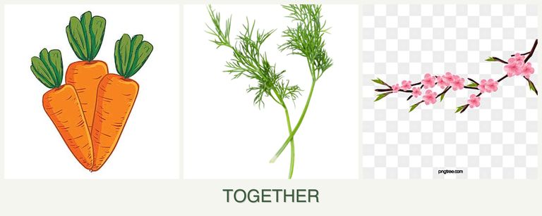 Can you plant carrots, dill and peaches together?