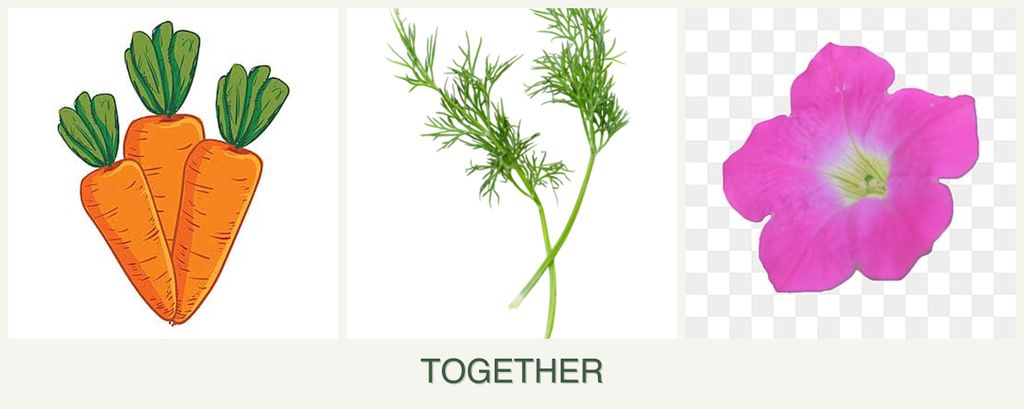 Can you plant carrots, dill and petunias together?