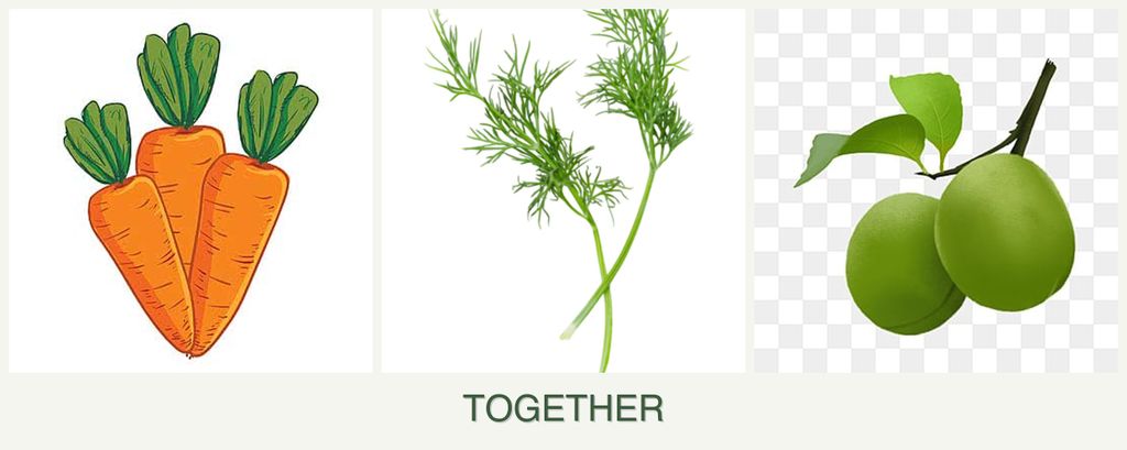 Can you plant carrots, dill and plums together?