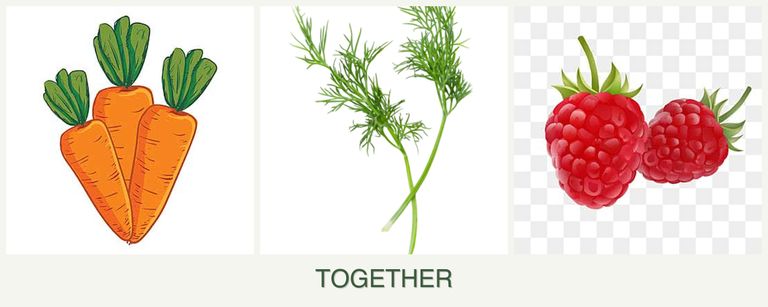 Can you plant carrots, dill and raspberries together?