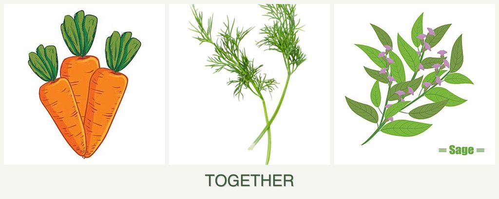 Can you plant carrots, dill and sage together?