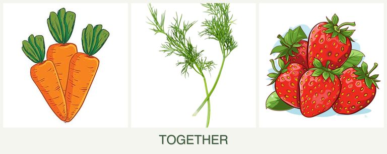 Can you plant carrots, dill and strawberries together?