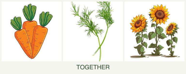 Can you plant carrots, dill and sunflowers together?