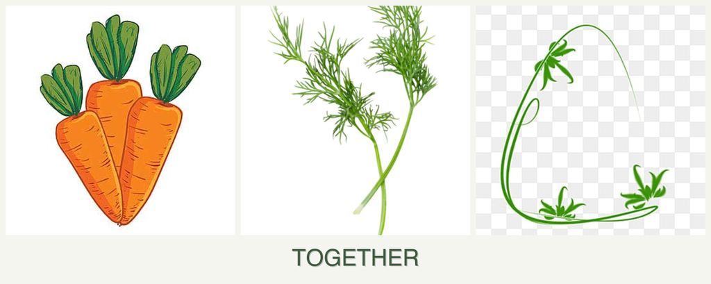 Can you plant carrots, dill and tarragon together?