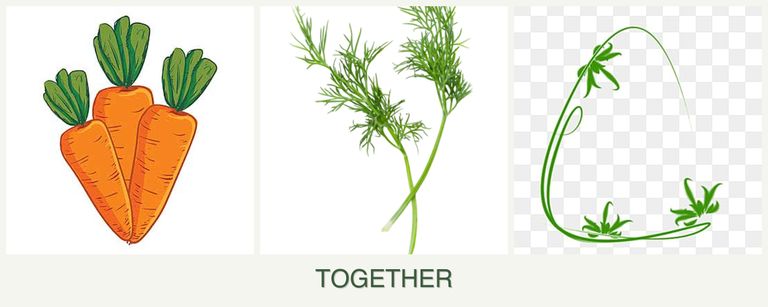 Can you plant carrots, dill and tarragon together?