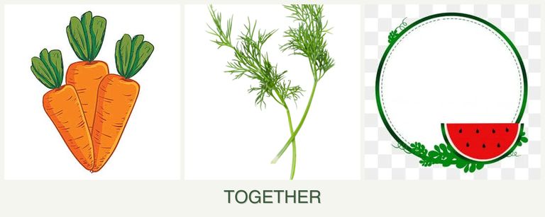 Can you plant carrots, dill and watermelons together?