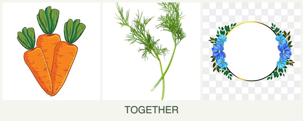 Can you plant carrots, dill and zinnias together?