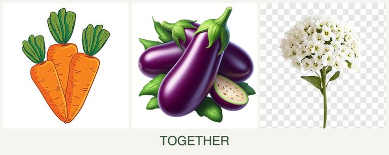 Can you plant carrots, eggplant and alyssum together?