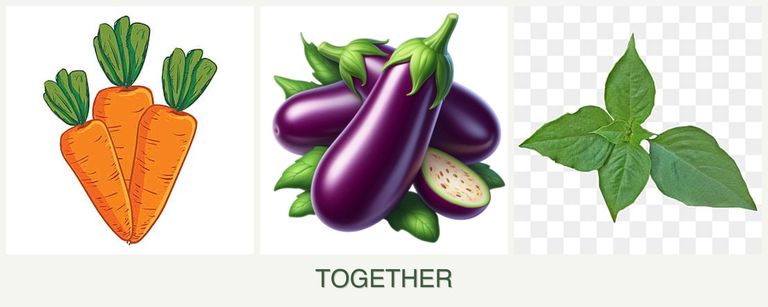 Can you plant carrots, eggplant and basil together?