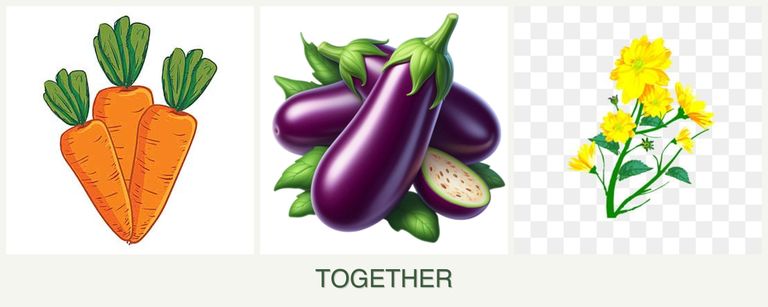 Can you plant carrots, eggplant and calendula together?