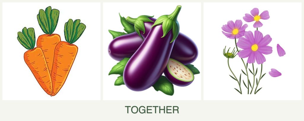 Can you plant carrots, eggplant and cosmos together?