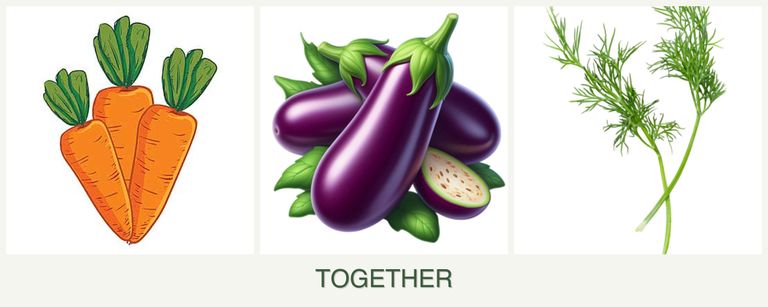 Can you plant carrots, eggplant and dill together?