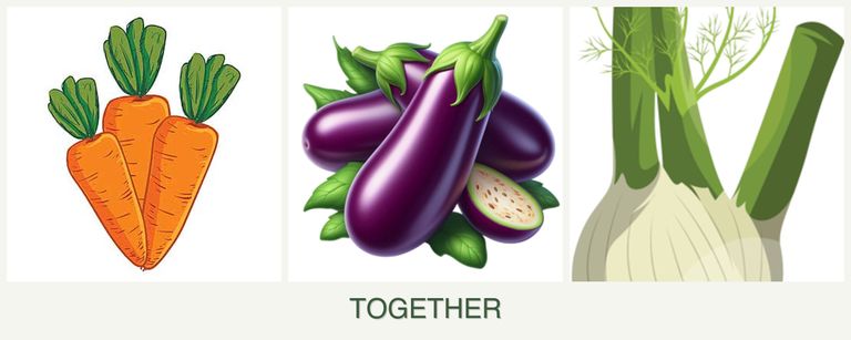 Can you plant carrots, eggplant and fennel together?