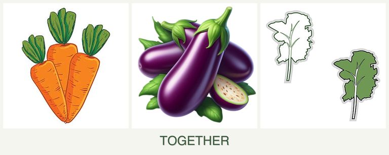 Can you plant carrots, eggplant and kale together?