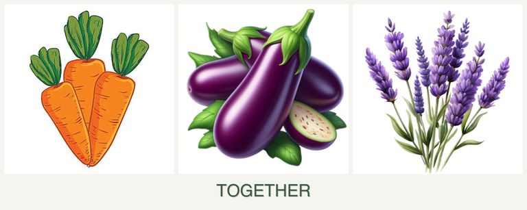 Can you plant carrots, eggplant and lavender together?