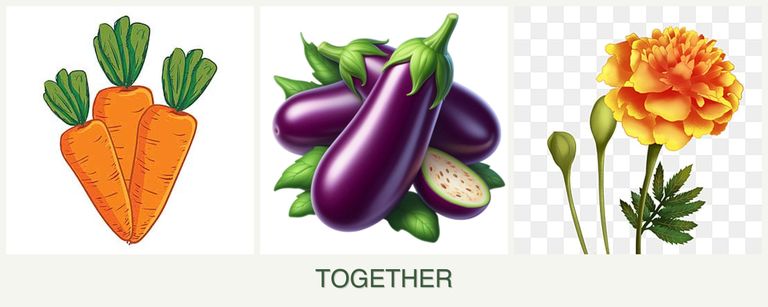 Can you plant carrots, eggplant and marigolds together?
