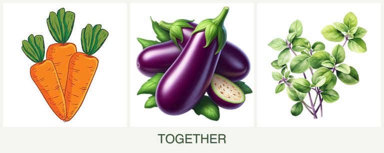 Can you plant carrots, eggplant and oregano together?