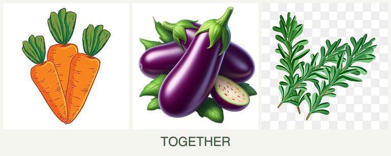 Can you plant carrots, eggplant and rosemary together?