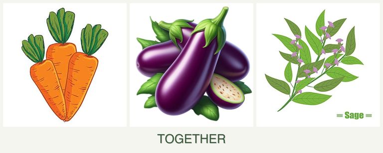 Can you plant carrots, eggplant and sage together?