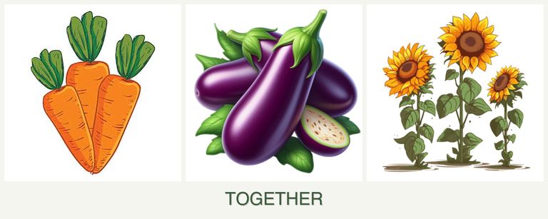 Can you plant carrots, eggplant and sunflowers together?