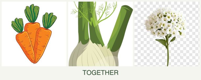 Can you plant carrots, fennel and alyssum together?