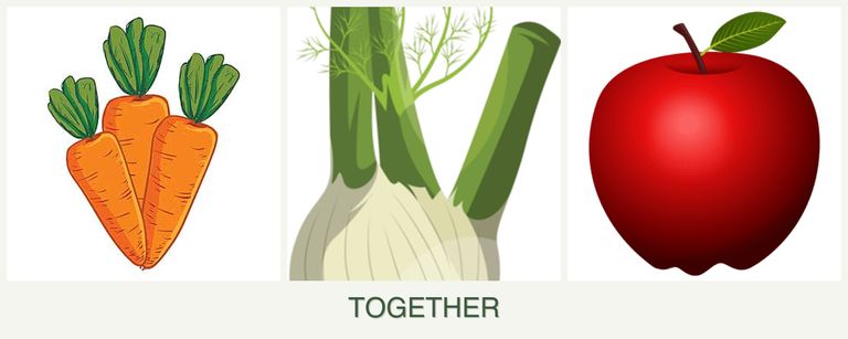 Can you plant carrots, fennel and apples together?