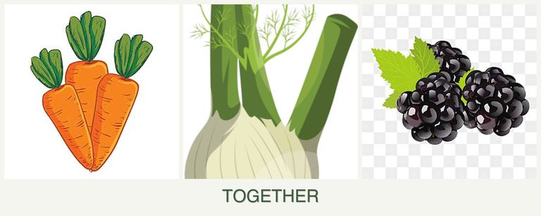 Can you plant carrots, fennel and blackberries together?