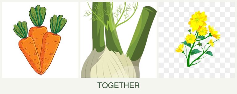 Can you plant carrots, fennel and calendula together?
