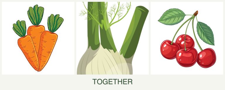 Can you plant carrots, fennel and cherries together?