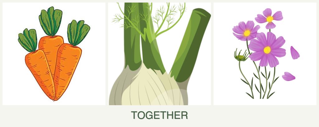 Can you plant carrots, fennel and cosmos together?