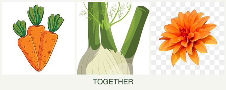 Can you plant carrots, fennel and dahlias together?